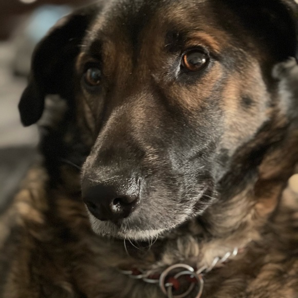 Meet your Posher, Susette - Picture 1 of 1